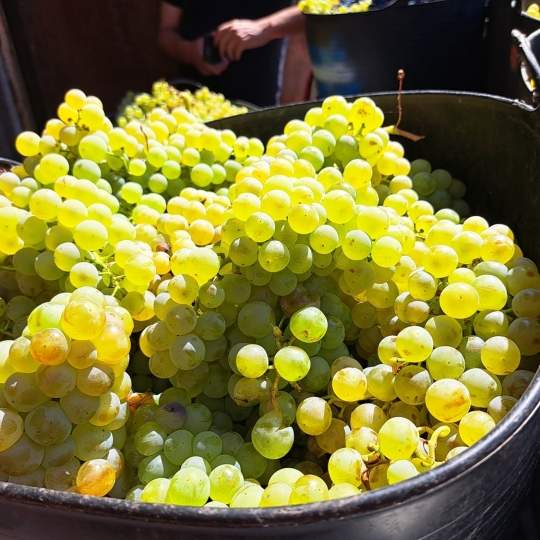 Vendimia de la DO Bierzo 2025