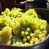 Vendimia de la DO Bierzo 2025