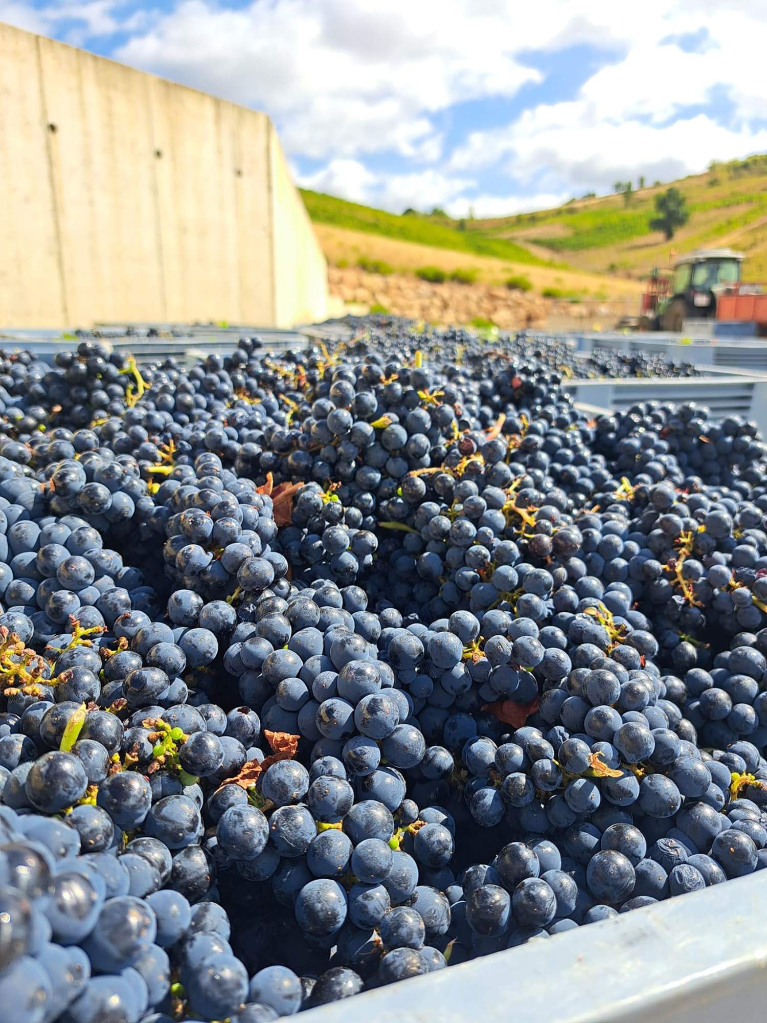 Vendimia de la DO Bierzo 2 Vendimia de la DO Bierzo 2