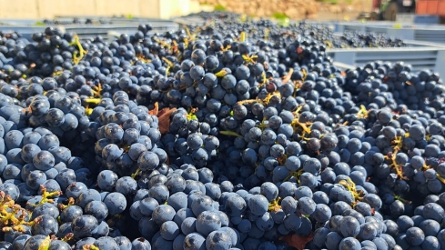 Vendimia de la DO Bierzo 