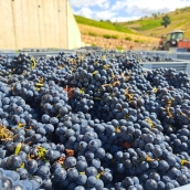 Vendimia de la DO Bierzo 