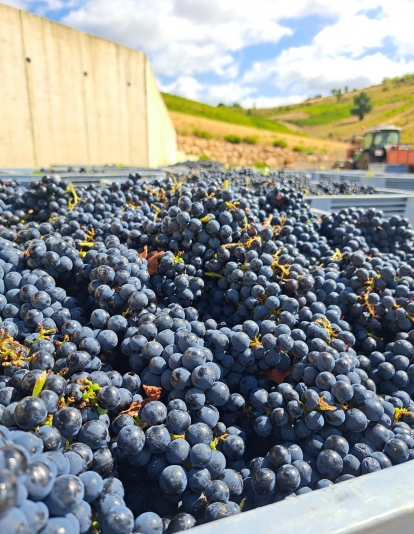 Vendimia de la DO Bierzo 