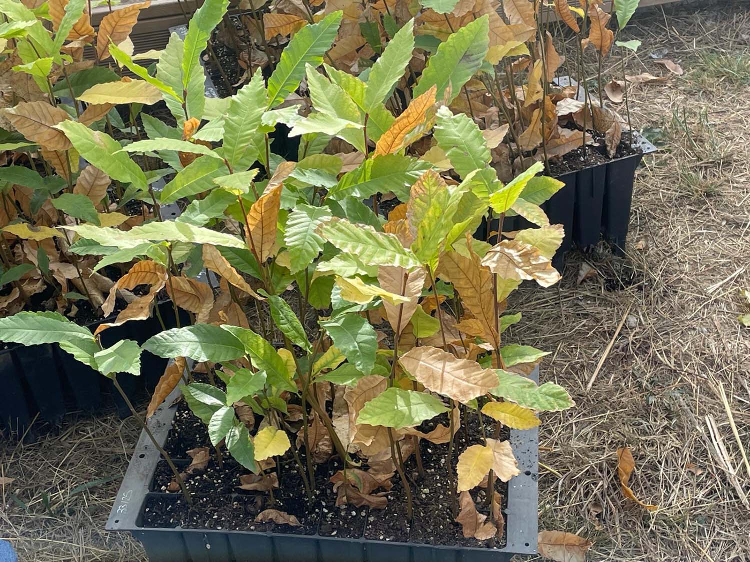 Micorrización en Corullón 2