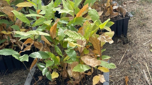 Corullón apuesta por la micorrización para reforzar los castaños frente a sequías e incendios