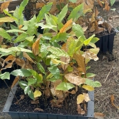 Corullón apuesta por la micorrización para reforzar los castaños frente a sequías e incendios