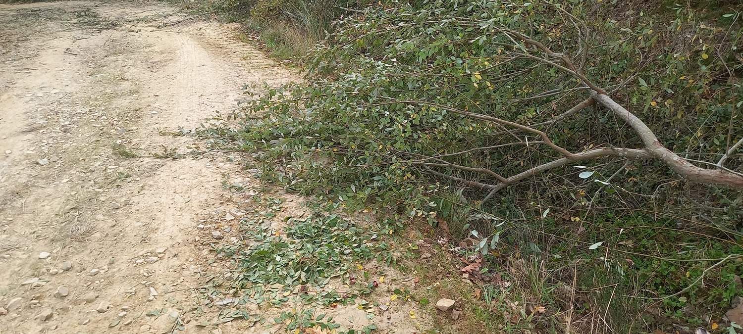 Camino entre Espinoso y Compludo 2