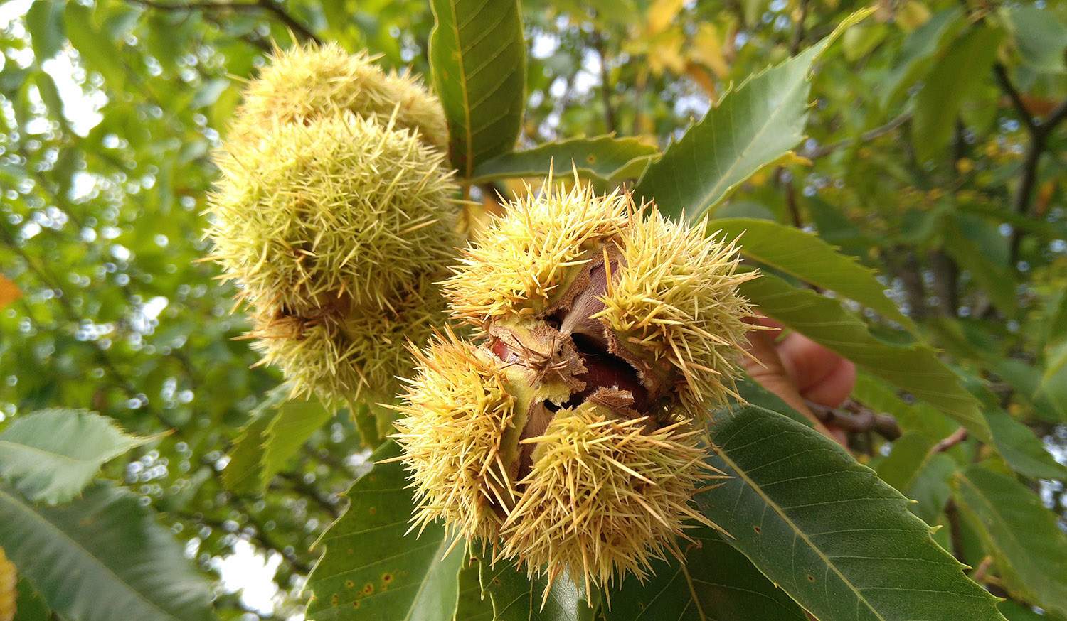 Castañas del Bierzo