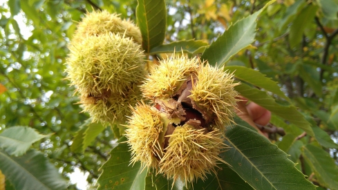 Castañas del Bierzo
