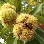 Castañas del Bierzo