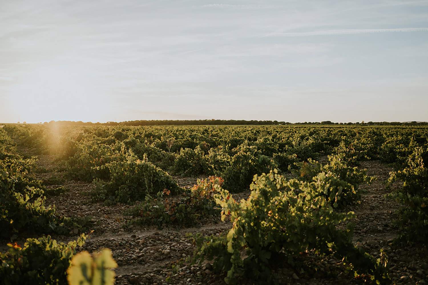 viñedos de la bodega josé pariente