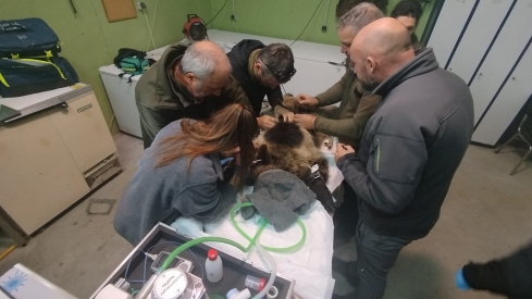 Reintroducida en el medio natural la osezna Alba tras su adaptación los últimos tres meses en Valsemana (León)