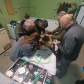 Reintroducida en el medio natural la osezna Alba tras su adaptación los últimos tres meses en Valsemana (León)