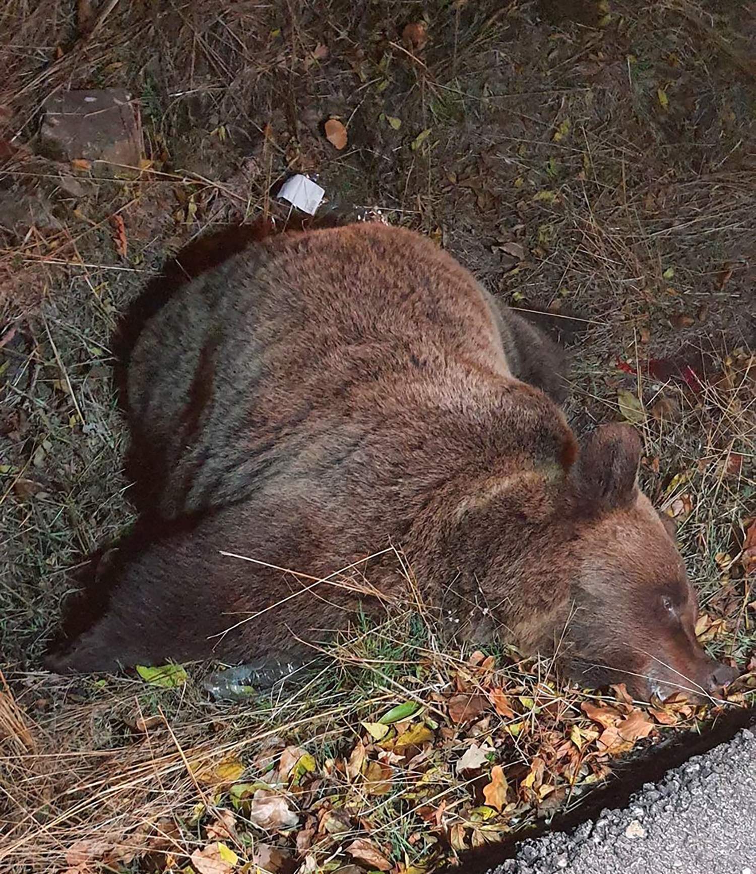 Muere un oso atropellado en Rabanal de Arriba (Villablino) Muere un oso atropellado en Rabanal de Arriba (Villablino)