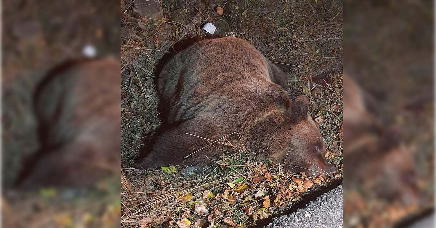 Muere un oso atropellado en Rabanal de Arriba (Villablino)