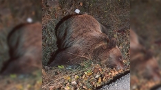 Muere un oso atropellado en Rabanal de Abajo (Villablino) Muere un oso atropellado en Rabanal de Abajo (Villablino)