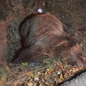 Muere un oso atropellado en Rabanal de Abajo (Villablino)