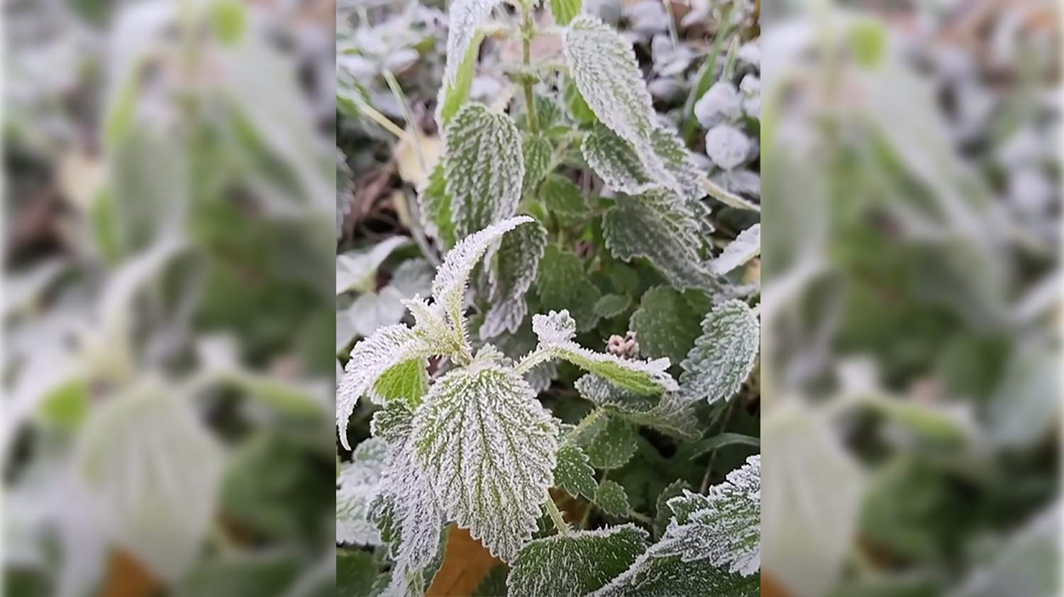 Llegan las primeras heladas al Bierzo: Valle de Ancares muestra un manto blanco y gélido Llegan las primeras heladas al Bierzo: Valle de Ancares muestra un manto blanco y gélido