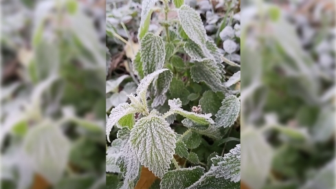 Llegan las primeras heladas al Bierzo: Valle de Ancares muestra un manto blanco y gélido