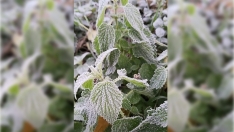 Llegan las primeras heladas al Bierzo: Valle de Ancares muestra un manto blanco y gélido