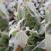 Llegan las primeras heladas al Bierzo: Valle de Ancares muestra un manto blanco y gélido
