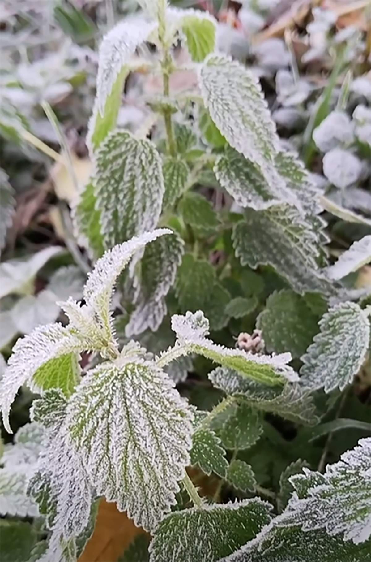 Helada en Valle de Ancares Helada en Valle de Ancares