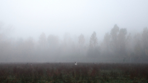 Primeras nieblas en Ponferrada (3)