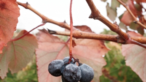 Primeras nieblas en Ponferrada (7)