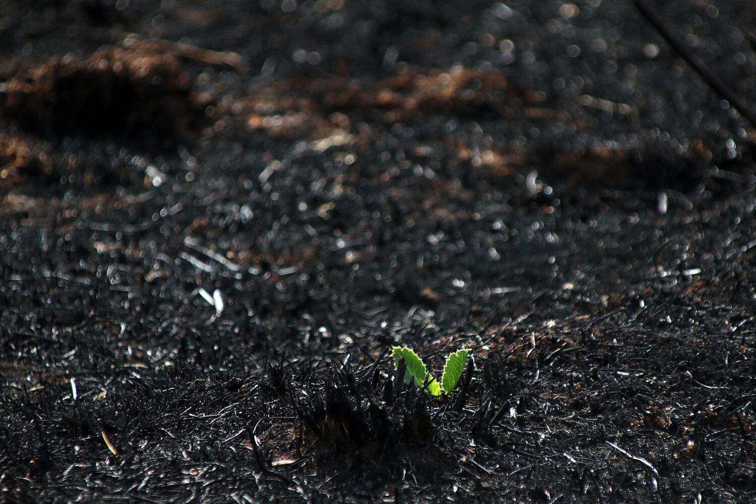 Las consecuencias de los incendios en Castrocalbón (León) | Peio García / ICAL