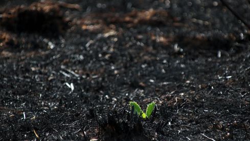 Las consecuencias de los incendios en Castrocalbón (León) | Peio García / ICAL