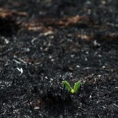 Las consecuencias de los incendios en Castrocalbón (León) | Peio García / ICAL