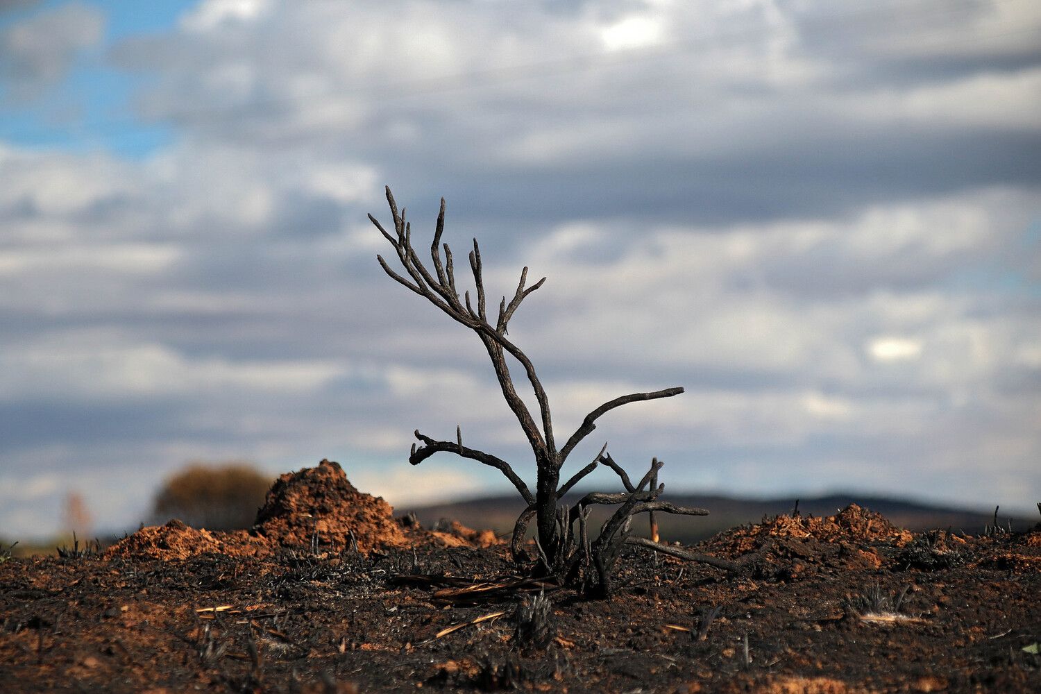 Las consecuencias de los incendios en Castrocalbón (León) | Peio García / ICAL Las consecuencias de los incendios en Castrocalbón (León) | Peio García / ICAL
