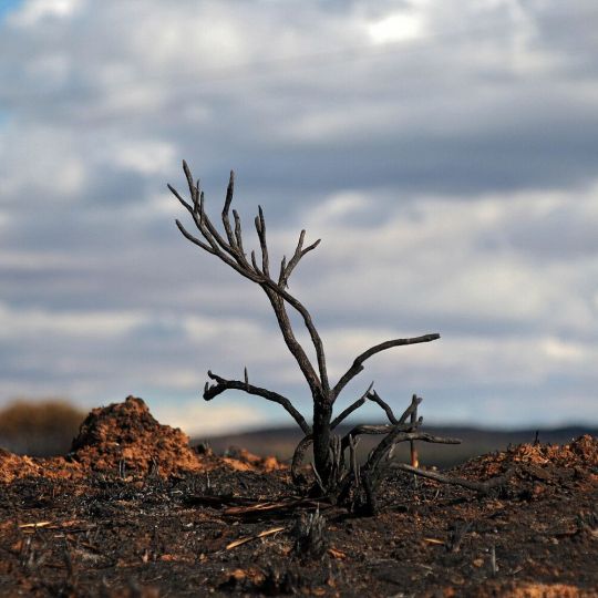 Las consecuencias de los incendios en Castrocalbón (León) | Peio García / ICAL