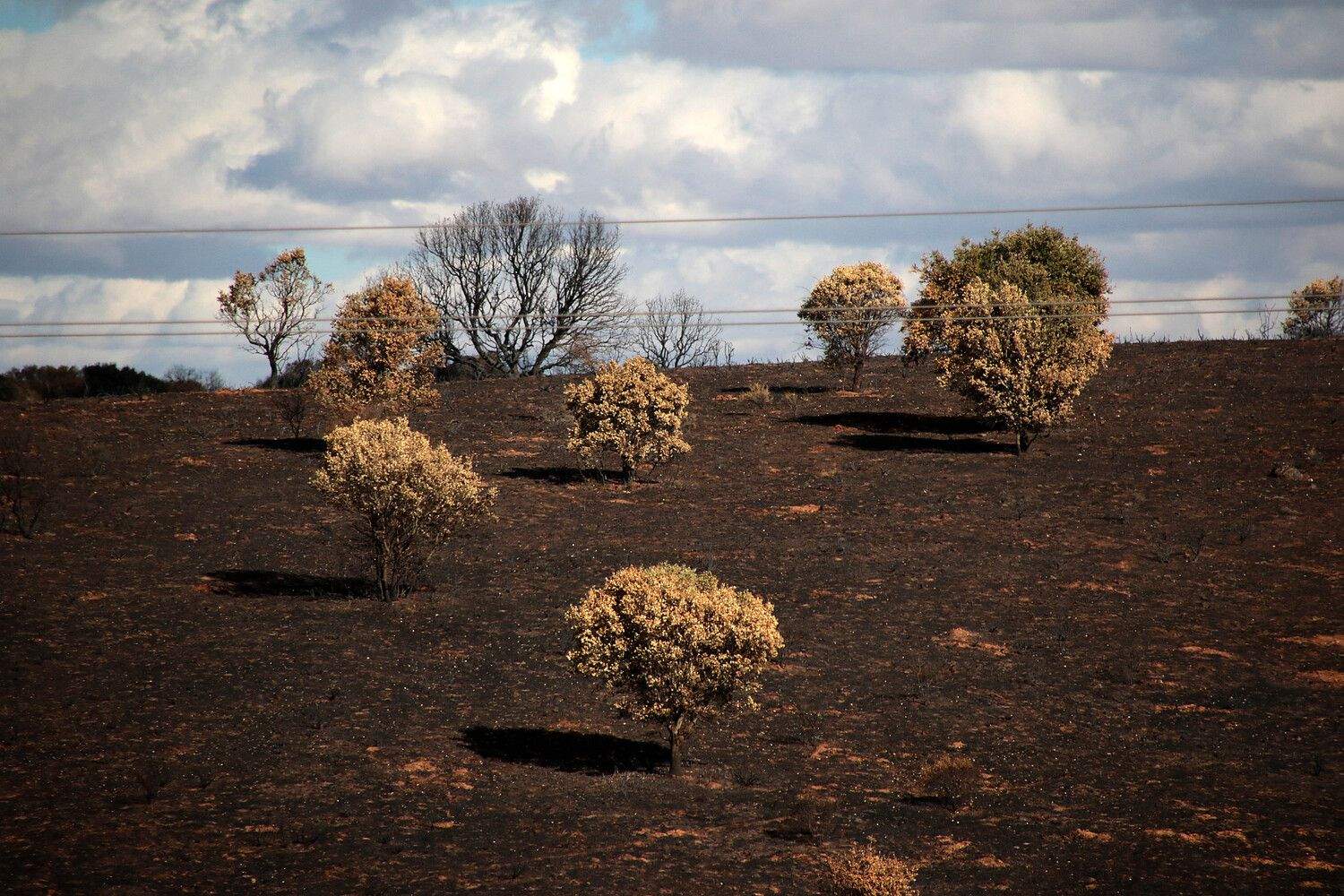 Las consecuencias de los incendios en Castrocalbón (León) | Peio García / ICAL