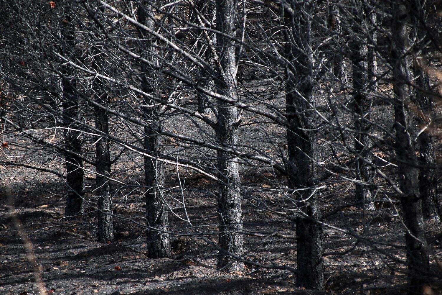 Las consecuencias de los incendios en Castrocalbón (León) | Peio García / ICAL Las consecuencias de los incendios en Castrocalbón (León) | Peio García / ICAL