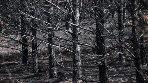 Las consecuencias de los incendios en Castrocalbón (León) | Peio García / ICAL