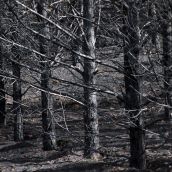 Las consecuencias de los incendios en Castrocalbón (León) | Peio García / ICAL