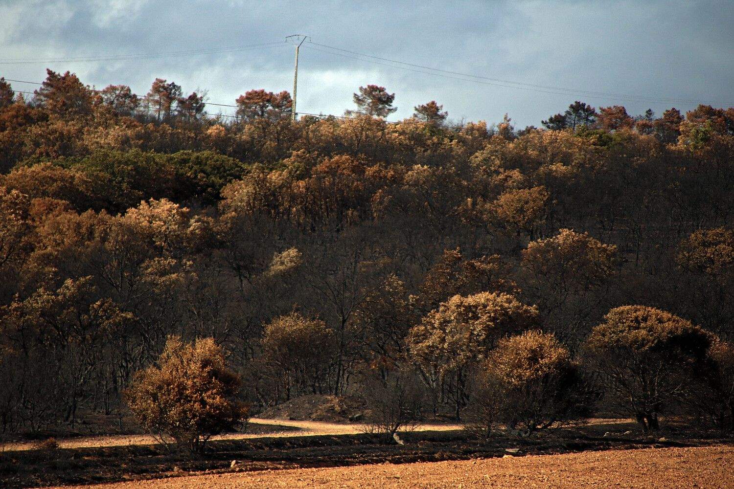 Las consecuencias de los incendios en Castrocalbón (León) | Peio García / ICAL