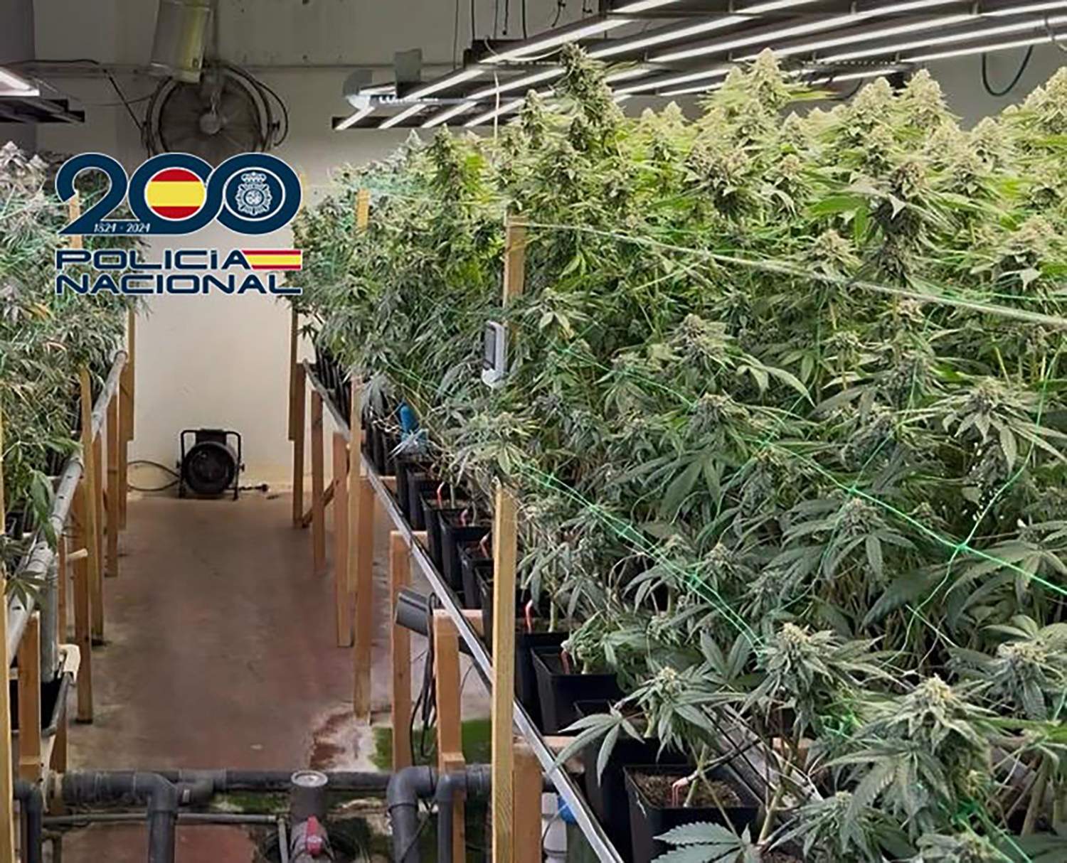 720 plantas de marihuana en Ponferrada 720 plantas de marihuana en Ponferrada