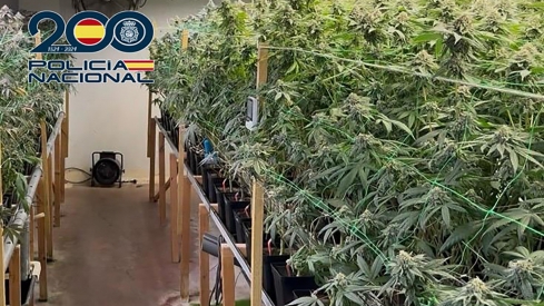 720 plantas de marihuana en Ponferrada 720 plantas de marihuana en Ponferrada