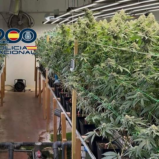 720 plantas de marihuana en Ponferrada 720 plantas de marihuana en Ponferrada