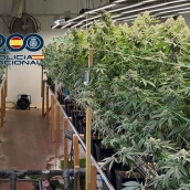 720 plantas de marihuana en Ponferrada