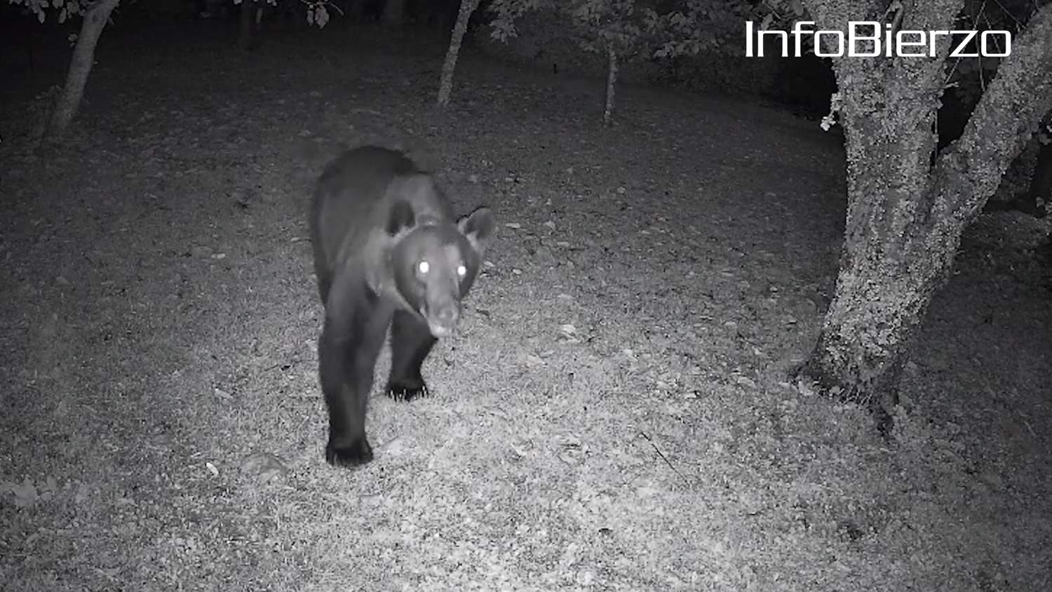 Oso en Páramo del Sil (1) Oso en Páramo del Sil (1)