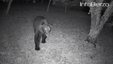 Oso en Páramo del Sil (1) Oso en Páramo del Sil (1)