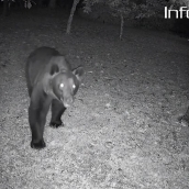 Oso en Páramo del Sil (1)