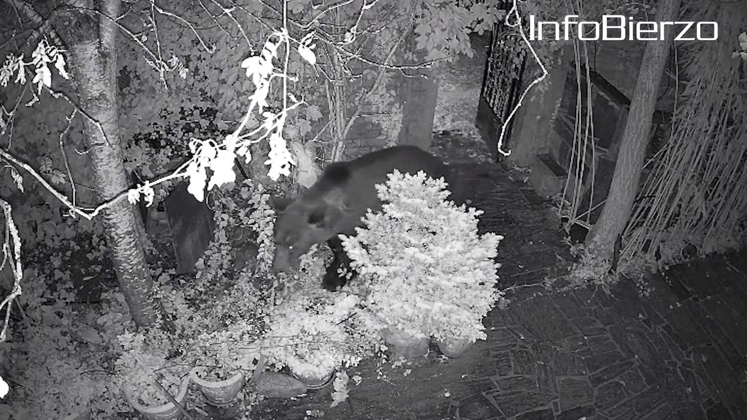 Oso en Páramo del Sil (2) Oso en Páramo del Sil (2)