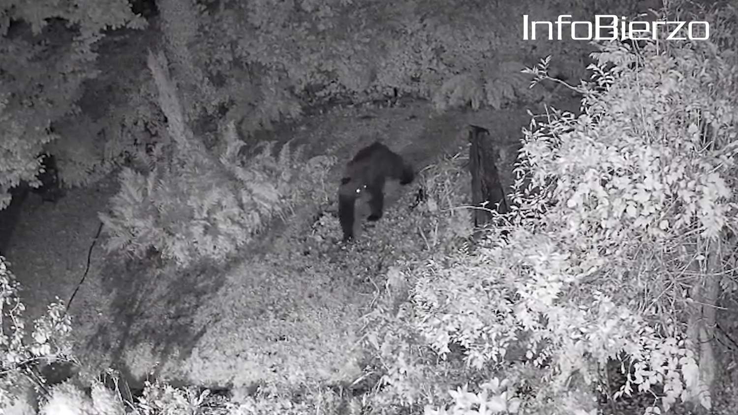 Oso en Páramo del Sil (3) Oso en Páramo del Sil (3)