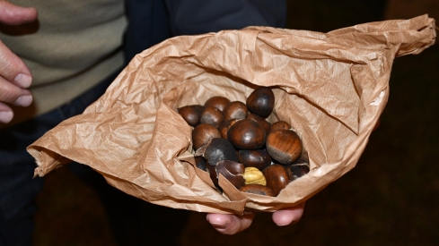 Magosto de Ponferrada 2025 (1) Magosto de Ponferrada 2025 (1)