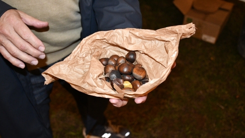 Magosto de Ponferrada 2025 (19) Magosto de Ponferrada 2025 (19)