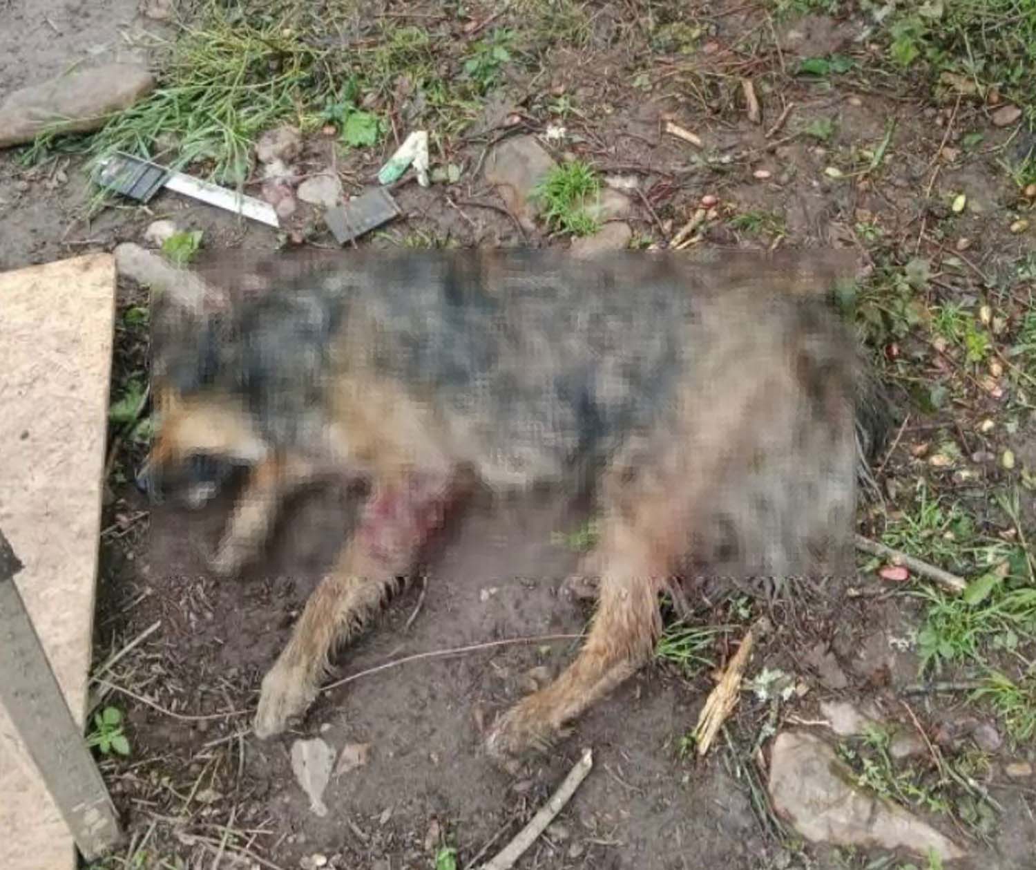 Perro en mal estado en la protectora mencionada. Redes sociales Perro en mal estado en la protectora mencionada. Redes sociales