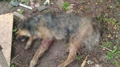 Perro en mal estado en la protectora mencionada. Redes sociales